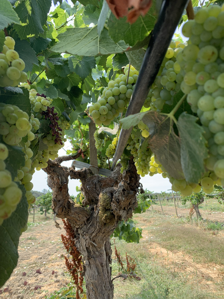 close up of a grape vine