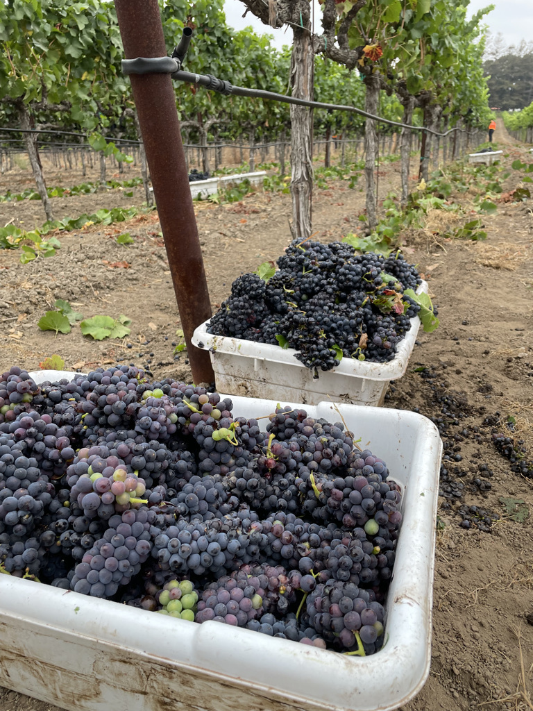 boxes of harvested pinot noir